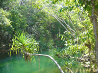 Seasonal - Kakadu Maguk (Barramundi )